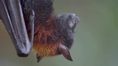 Un zorro volador grande colgando boca abajo masticando un trozo de fruta. PRIMER PLANO EXTREMO