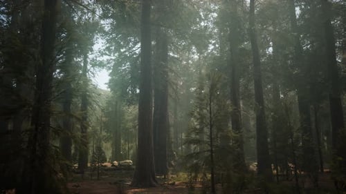 Sunset on the Giant Forest Sequoia National Park California