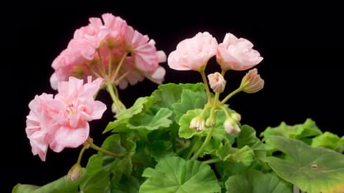 Pink Flowers Blossoming on Black Background