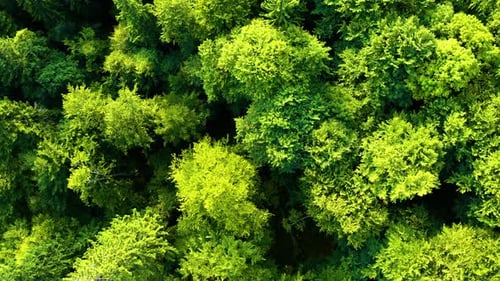 Fly over Green Forest. Aerial view of Tops Tree. Mountain forest in National Park