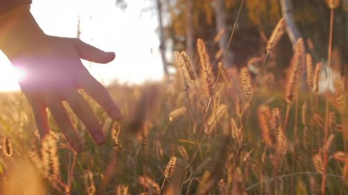 Female Farmer Hand Touching Touching Grass, Wheat, Corn Agriculture on the Field Against a Beautiful