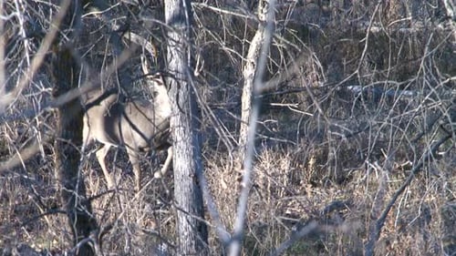 Deer Walking Through Forest With Antlers