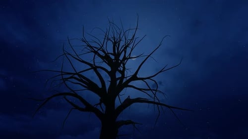 Bare Tree Silhouette Against Starry Night Sky with Moon