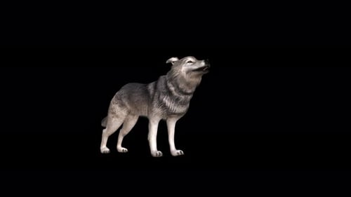 Realistic Grey Wolf Looking Up Alpha Channel Animation