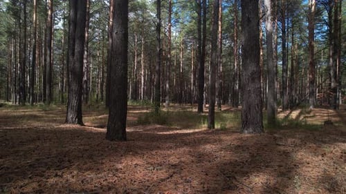 Sunny Autumn Pine Forest