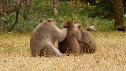 Affe