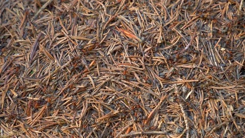 Ameisenhaufen