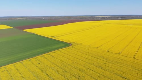 Aerial Drone View of Yellow Canola Field. Harvest Blooms Yellow Flowers Canola Oilseed.