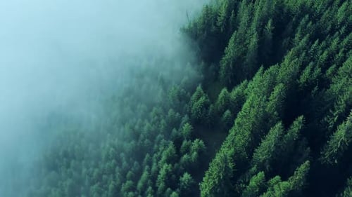 Forest Pine Aerial Mountains Mystical Wood Tree