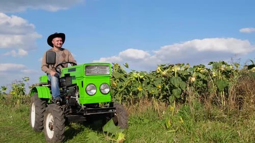 Man driving green tractor in a sunflower field