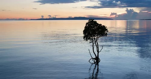 Lone Tree Standing in Calm Ocean at Sunset