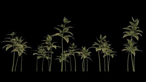 Animated Green Plants Growth Time Lapse