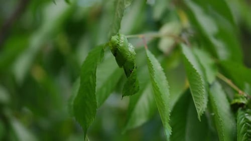 Closeup Green Tree Branch on Summer Day with Insect Hiding in Leaf