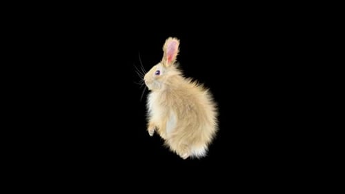 Hase: Tanzen HD