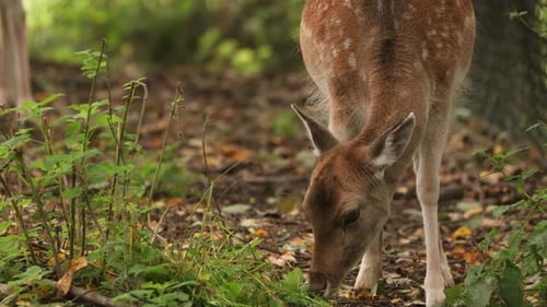 Fallow Deer Or Dama Dama Grazes In Autumn Forest