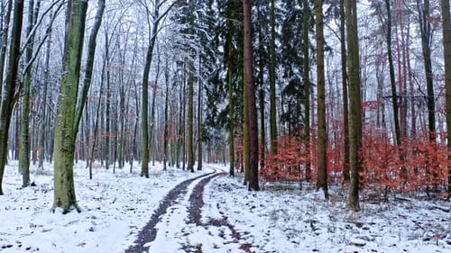 Country road in snowy forest. Aerial view of wildlife, Poland.
