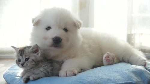 Adorable Puppy and Kitten Cuddle on Pillow