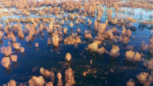 Beautiful nature - bare trees in blue water of a swamp in winter. Yellow, brown and orange forest