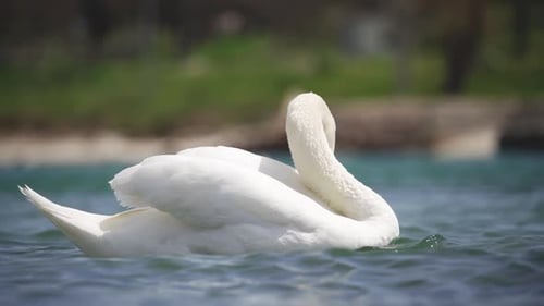 White Swans Swimming in the Lake