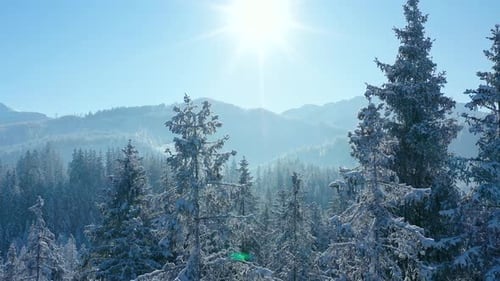 Flug über einen fabelhaften schneebedeckten Wald an den Hängen der Berge