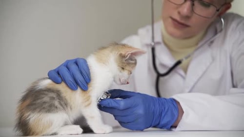 Vet Checks Kitten with Stethoscope at Clinic