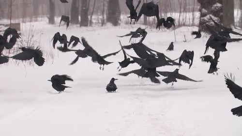 Flock of black birds in a snowy forest