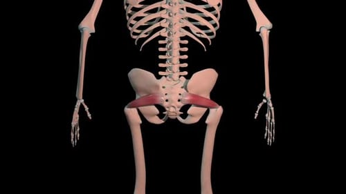 Piriformis Muscles Full Roration Loop