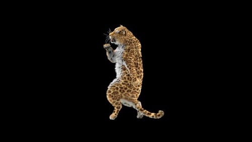 3D Animated Leopard Dance on Hind Legs Alpha Channel