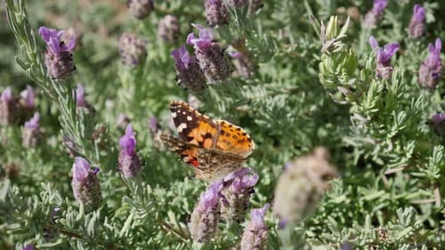 Gros plan sur une dame papillon peinte au Ralenti se nourrissant de nectar et collectant du pollen sur du violet