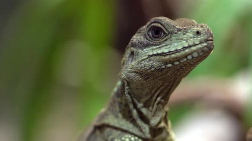 Up close view of lizards head