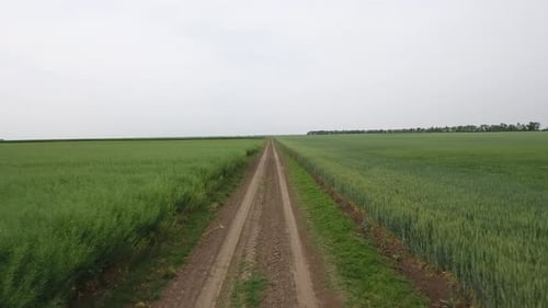 Drone Shot Over Dirt Road Through Green Fields