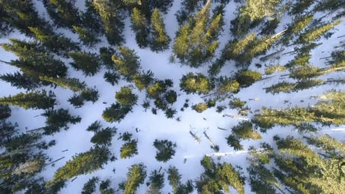 Vue de haut en bas sur la forêt d'hiver