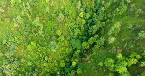 Top View of Mountain and Forest