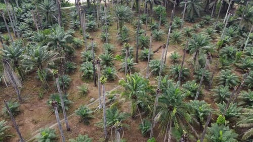 Aerial rotation view dead bare oil palm