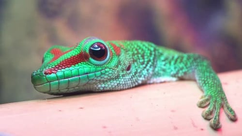 Position changeante du gecko sur bambou