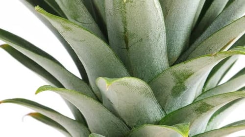 Gros plan de fruits d'ananas sur fond blanc