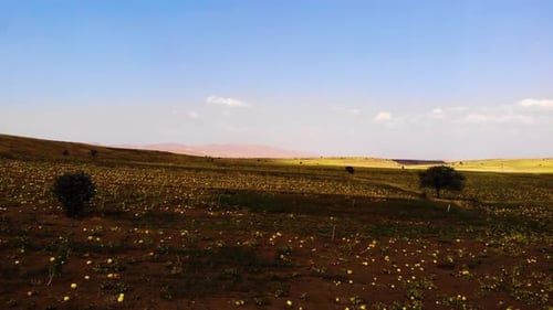 Pumpkin Field