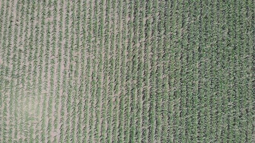 Top view of sown field of green corn. Crops field overhead. Agriculture and Industrial concept