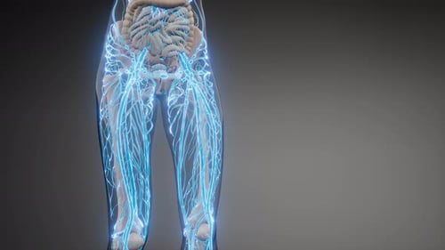 Blood Vessels of Human Body