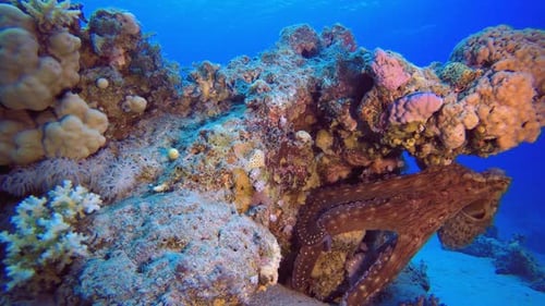 Vibrant Coral Reef with Octopus and Fish
