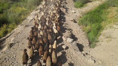 flock of sheep nature