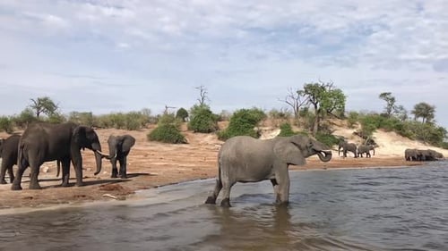 Afrikanischer Elefant trinkt aus dem Fluss, während Herdenmühlen
