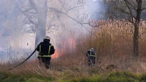 Two Firefighters in Equipment Extinguish Forest Fire with Fire Hose. Slow Motion