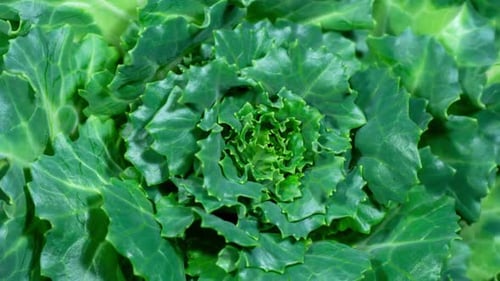 Le chou décoratif déplace les feuilles vertes pour accélérer la croissance des plantes