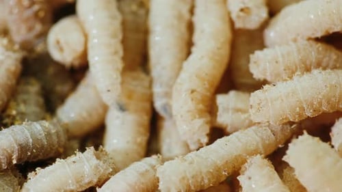 Close-Up of Many Wriggling Maggots