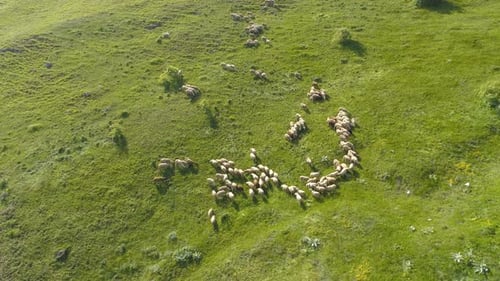 Free Range Flock of Sheep on a Mountain Pasture, Aerial Drone View