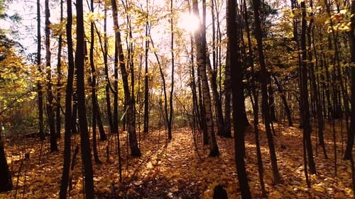 Colorful Autumn Forest Wood