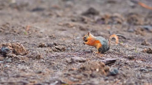 Squirrel (4K)