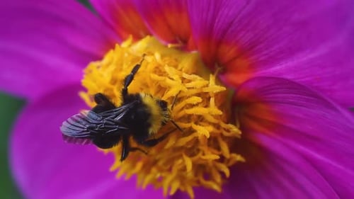 Bumblebee Feeds On Vivid Pink Flower, Macro