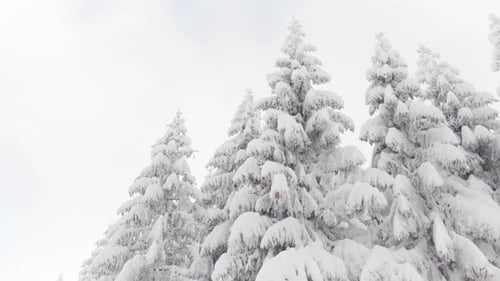 Schneebedeckte Nadelbaumkronen in einem Wald im Winter Ansicht von unten
